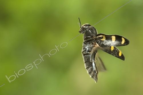 Biosphoto | 912408 | Metallic wood-boring beetle flying Burgundy France | &copy; Joël Héras / Biosphoto