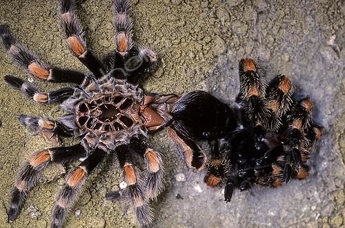 Biosphoto | 1442155 | Mexican redknee tarantula moulting | &copy; Pascal Goetgheluck / Biosphoto
