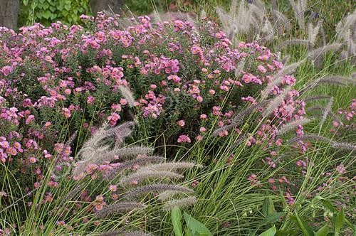 Biosphoto | 2141600 | Michaelmas daisy (Aster novi-belgii) and Chinese fountaingrass (Pennisetum alopecuroides) mixed | &copy; Frédéric Didillon / Biosphoto