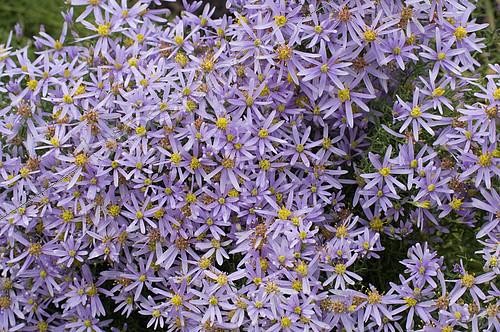 Biosphoto | 2143124 | Michaelmas daisy (Aster novi-belgii) 'Rosebud' flowers | &copy; Frédéric Didillon / Biosphoto