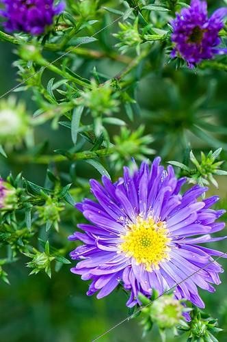 Biosphoto | 2012344 | Michaelmas daisy in bloom in a garden | &copy; Yann Avril / Biosphoto