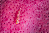 Biosphoto | 2619321 | Michel's ghost goby (Pleurosicya micheli) on a pink sponge, Mayotte. | &copy; Gabriel Barathieu / Biosphoto