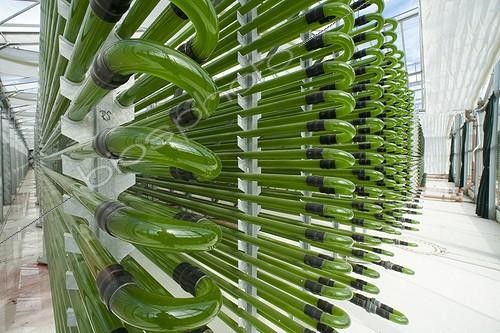 Biosphoto | 1636182 | Microalgae production plant in Germany ; Roquette company | &copy; Pascal Goetgheluck / Biosphoto