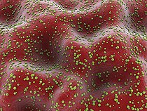 Biosphoto | 2475500 | Microscopic view of cryptosporidium inside the small intestine. | &copy; Stocktrek Images / Biosphoto