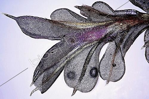 Biosphoto | 961625 | Microscopic view of moss branch Tortilla  | &copy; Christian Gautier / Biosphoto