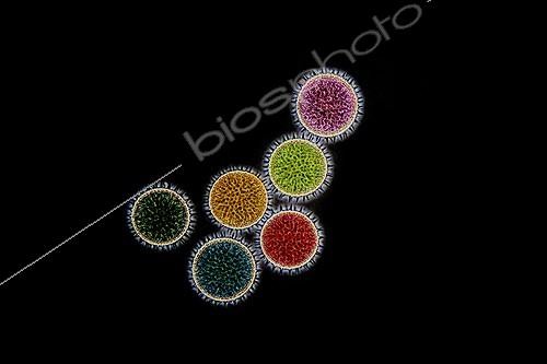 Biosphoto | 961622 | Microscopic view of pollen Hollyhock  | &copy; Christian Gautier / Biosphoto