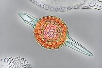 Biosphoto | 1156432 | Microscopic view of Radiolaire | &copy; Christian Gautier / Biosphoto