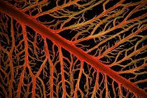 Biosphoto | 961605 | Microscopic view of veins of a leaf Boxwood  | &copy; Christian Gautier / Biosphoto
