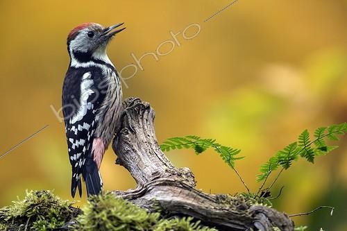 Biosphoto | 2059517 | Middle Spotted Woodpecker (Dendrocopos medius), On a branch of dead wood in the fall in a country garden, Lorraine, France | &copy; André Simon / Biosphoto