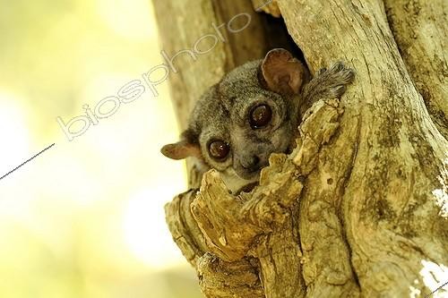 Biosphoto | 1604397 | Milne-edwards's Sportive Lemur Ankarafantsika NP Madagascar | &copy; Claude Thouvenin / Biosphoto