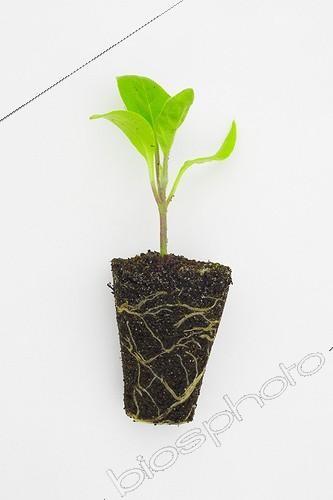 Biosphoto | 924721 | Mini clump of eggplant seedling | &copy; Jean-Michel Groult / Biosphoto