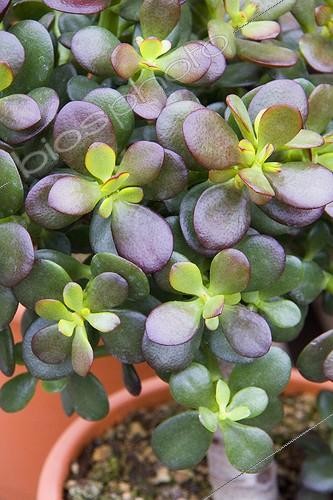 Biosphoto | 1275272 | Miniature money plant 'Minima' | &copy; Lamontagne / Biosphoto