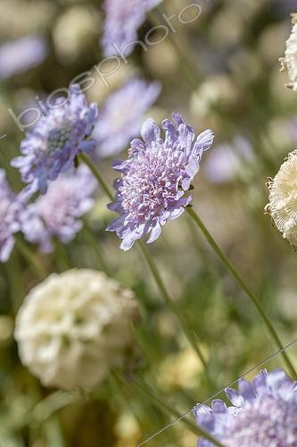 Biosphoto | 2519276 | Minoan Scabious (Lomelosia minoana) | &copy; Marie Aymerez / Biosphoto