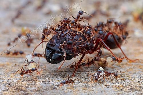Biosphoto | 2392018 | Minor worker ants protecting the major worker ant (Formicidae - Myrmicinae - Carebara diversa). | &copy; Husni Che Ngah / Biosphoto