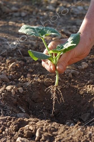 Biosphoto | 13584 | Mise en terre d'un plant de courge ; Cucurbita. Jardin potager. Provence. Printemps | &copy; Philippe Giraud / Biosphoto