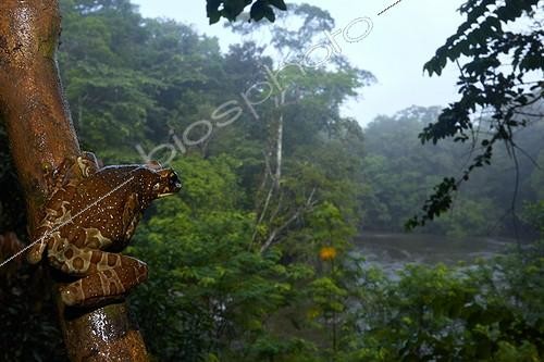 Biosphoto | 2017140 | Mission Golden-eyed Treefrog - Nouragues French Guiana  | &copy; Quentin Martinez / Biosphoto