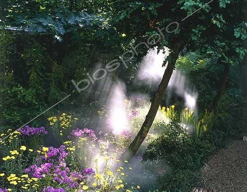 Biosphoto | 948561 | Mist on a flower massifwith  Phlox and Achilleas France ; Conception Capsel Paysage<br>Event  Jardins jardin  | &copy; Alexandre Petzold / Biosphoto