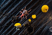 Biosphoto | 2621123 | Mite (Bdellidae sp), soil mite, soil microfauna = pedofauna, fauna of dead wood and soil, Bouxières-aux-Dames, Lorraine, France. | &copy; Stéphane Vitzthum / Biosphoto