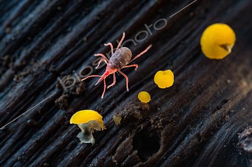 Biosphoto | 2621123 | Mite (Bdellidae sp), soil mite, soil microfauna = pedofauna, fauna of dead wood and soil, Bouxières-aux-Dames, Lorraine, France. | &copy; Stéphane Vitzthum / Biosphoto