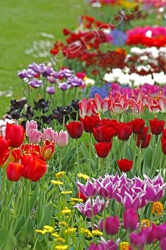 Biosphoto | 101227 | Mix of Tulips  in spring | &copy; Frédéric Didillon / Biosphoto