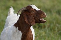 Biosphoto | 2593618 | Moaning Boers Domestic Goat (Capra aegagrus hircus) animal portrait, Schleswig-Holstein, Germany, Europe | &copy; Justus de Cuveland / imageBROKER / Biosphoto