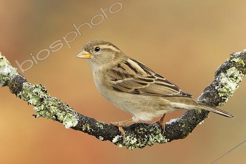 Biosphoto | 2615051 | Moineau domestique (Passer domesticus) sur une branche, Ardennes, Belgique | &copy; Christian Cabron / Biosphoto