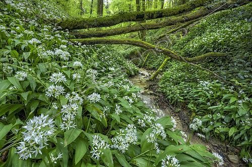 Biosphoto | 2610157 | Moist ravine covered with flowering Ramsons (Allium ursinum), Haute-Savoie, France | &copy; Jean-Philippe Delobelle / Biosphoto