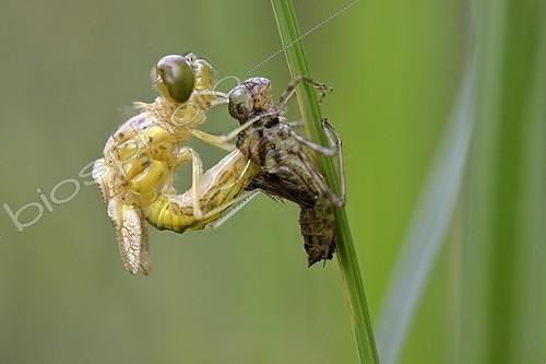 Biosphoto | 1924205 | Molt after emergence Dragonfly - Prairie Fouzon France  | &copy; Bruno Guénard / Biosphoto