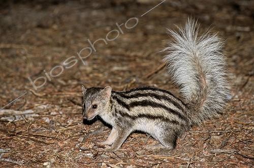 Biosphoto | 65728 | Mongoose Tsimanampetsotsa lake RN Madagascar | &copy; Dominique Halleux / Biosphoto