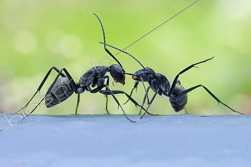 Biosphoto | 2392001 | Monster-head Carpenter Ants (Camponotus sp., subgenus Myrmosericus) pulling the antenna of a congener | &copy; Husni Che Ngah / Biosphoto