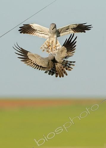 Biosphoto | 2008559 | Montagu's Harriers fighting in flight - Spain | &copy; Mario Cea Sanchez / Biosphoto