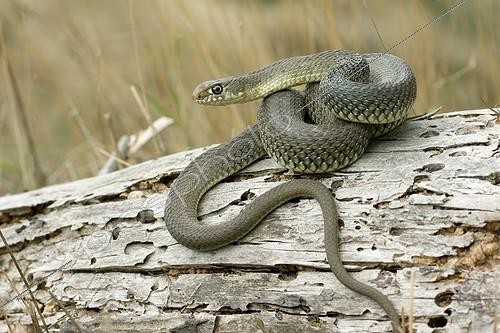 Biosphoto | 1898115 | Montpellier snake on a dead tree stump - Spain | &copy; Eduardo Ayala-Santibañez / Biosphoto