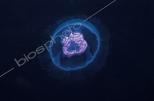 Biosphoto | 55938 | Moon Jellyfish Red Sea Egypt | &copy; Didier Brandelet / Biosphoto