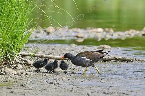 Biosphoto | 2613997 | Moorhen (Gallinula chloropus) and its chicks on the bank, Doubs, France. | &copy; Dominique Delfino / Biosphoto