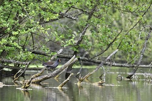 Biosphoto | 1847694 | Moorhen on a branch of European alder France | &copy; Patrick Glaume / Biosphoto