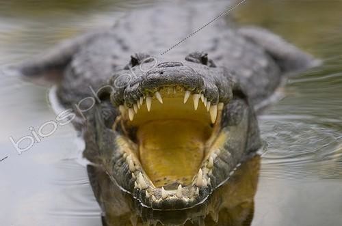 Biosphoto | 1359124 | Morelet's Crocodile in the Tikal National Park Guatemala ; Victoria peak in distance. | &copy; Lee Dalton / Biosphoto