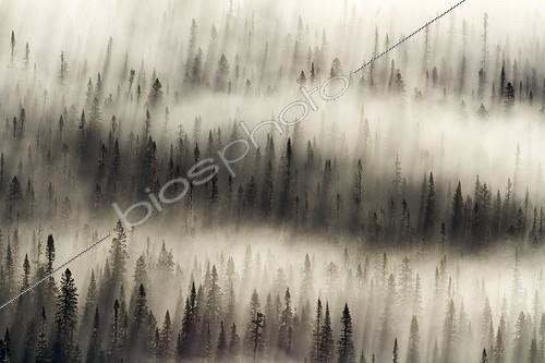 Biosphoto | 1994326 | Morning mist on the boreal forest - Gaspésie Québec Canada  | &copy; Philippe Henry / Biosphoto