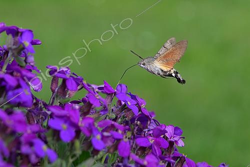 Biosphoto | 2627037 | Moro-sphinx (Macroglossum stellatarum) butinant en vol, Lorraine, France | &copy; Régis Cavignaux / Biosphoto