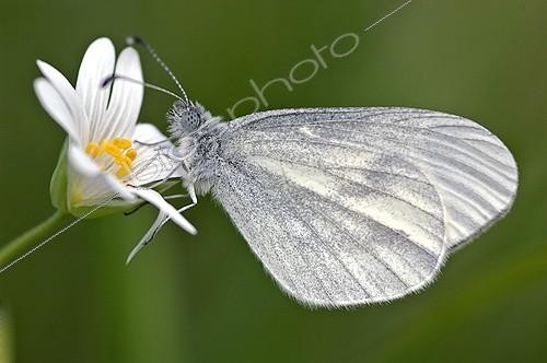 Biosphoto | 151960 | Moroccan Orange Tip on a flower Correze France | &copy; Roger Dauriac / Biosphoto