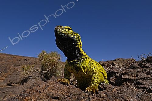 Biosphoto | 2626109 | Moroccan Spiny-tailed Lizard (Uromastyx nigriventris) on rock, S. Morocco | &copy; Daniel Heuclin / Biosphoto
