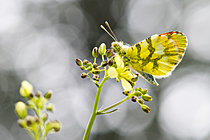 Biosphoto | 2621709 | Morocco Orange Tip (Anthocharis euphenoides) on Buckler Mustard (Biscutella laevigata), the host plant for its caterpillars, on Dent de Rez near Reynouard, municipality of Gras, Ardèche, France. | &copy; Stéphane Vitzthum / Biosphoto