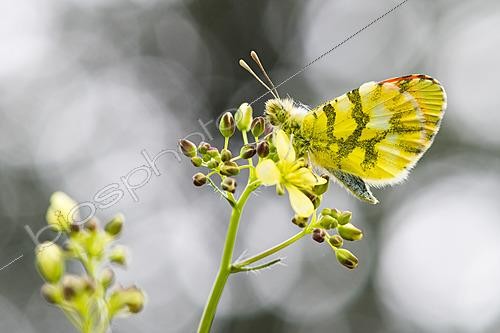 Biosphoto | 2621709 | Morocco Orange Tip (Anthocharis euphenoides) on Buckler Mustard (Biscutella laevigata), the host plant for its caterpillars, on Dent de Rez near Reynouard, municipality of Gras, Ardèche, France. | &copy; Stéphane Vitzthum / Biosphoto