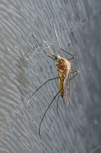 Biosphoto | 2554569 | Mosquito (Culex pipiens) female on glass, Bouxières-aux-dames, Lorraine, France | &copy; Stéphane Vitzthum / Biosphoto