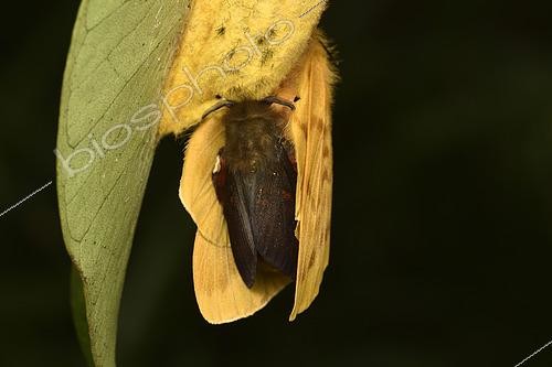 Biosphoto | 2468850 | Moth (Lechriolepis tapiae) Mating on the female's cocoon, the male is darker, Nocturnal imago, Andasibe (Périnet), Alaotra-Mangoro Region, Madagascar | &copy; Jean-Yves Grospas / Biosphoto
