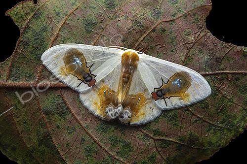 Biosphoto | 2459279 | Moth (Macrocilix maia), with false fly spots, Kinabalu NP, Borneo, Malaysia | &copy; Frank Deschandol & Philippe Sabine / Biosphoto