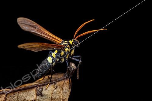 Biosphoto | 2465998 | Moth (Orcynia calcarata) on dead leaf, Montagne de Fer, Guyane Française | &copy; Frank Deschandol & Philippe Sabine / Biosphoto