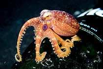 Biosphoto | 2619543 | Mototi Octopus (Amphioctopus siamensis) on bottle, TK3 dive site, Lembeh Straits, Sulawesi, Indonesia, Pacific Ocean | &copy; Colin Marshall / Biosphoto