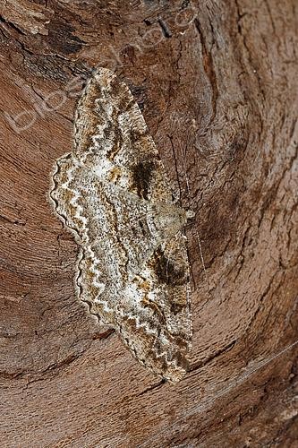 Biosphoto | 2549215 | Mottled beauty (Alcis repandata), on wood, top view, open wings, Gers, France. | &copy; Christophe Florin / Biosphoto