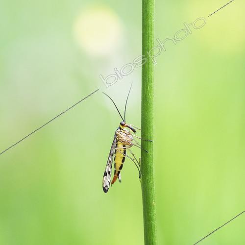 Biosphoto | 2612659 | Mouche-scorpion (Panorpa communis) sur un brin d'herbe, Auvergne, France | &copy; Monique Morin / Biosphoto