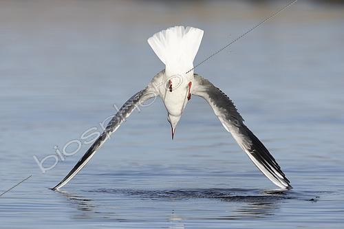 Biosphoto | 2574854 | Mouette rieuse (Chroicocephalus ridibundus), adulte plongeant dans l'eau, Campanie, Italie | &copy; Saverio Gatto / Biosphoto